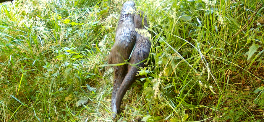 /-/media/images/nieuws/2025/otter-videostil_893x414_mobile.png
