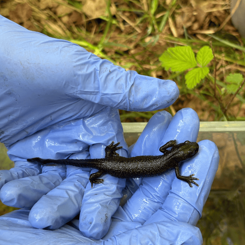 Afbeelding salamander