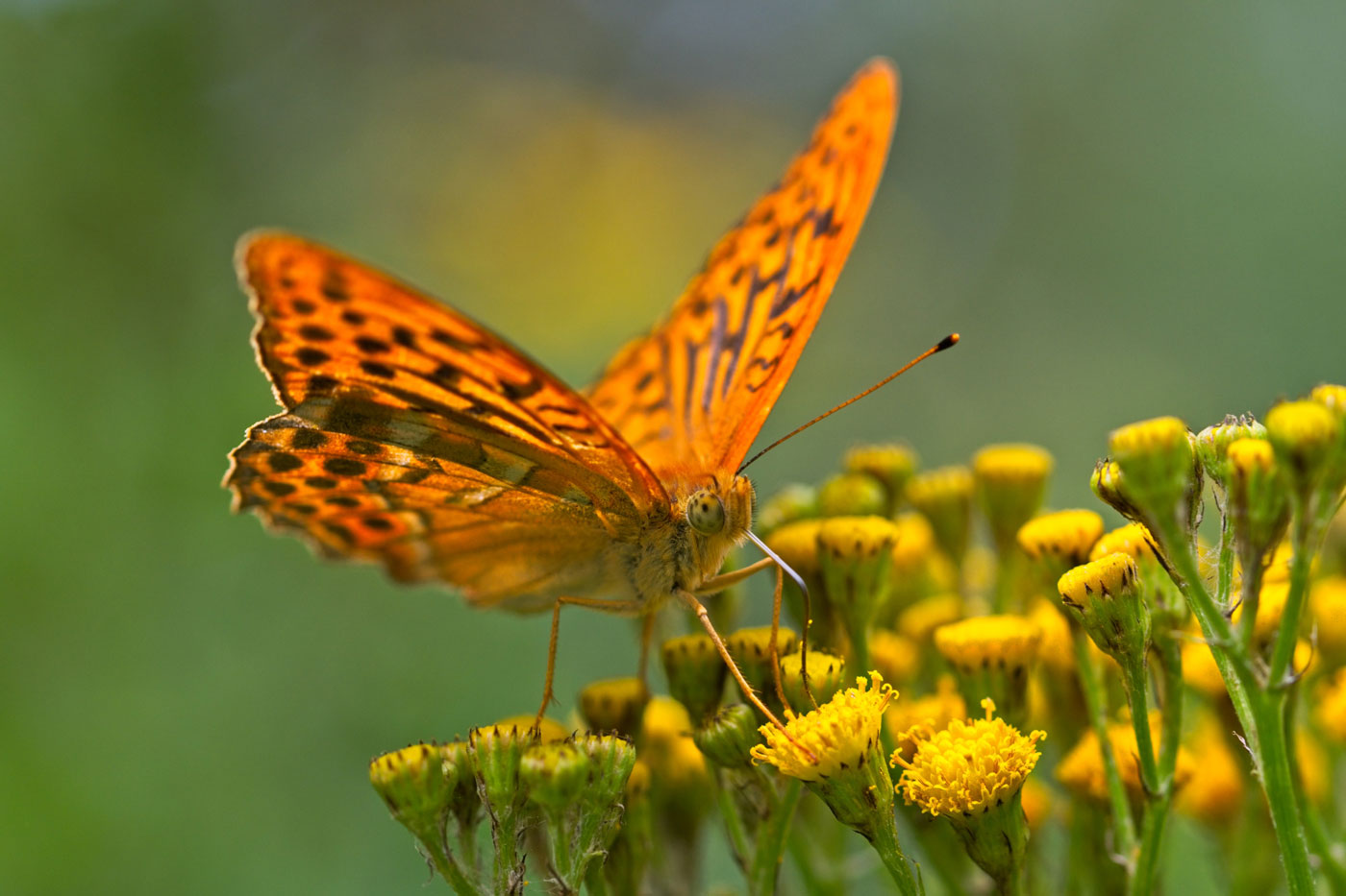 Keizersmantel vlinder Audrey van der Hoorn