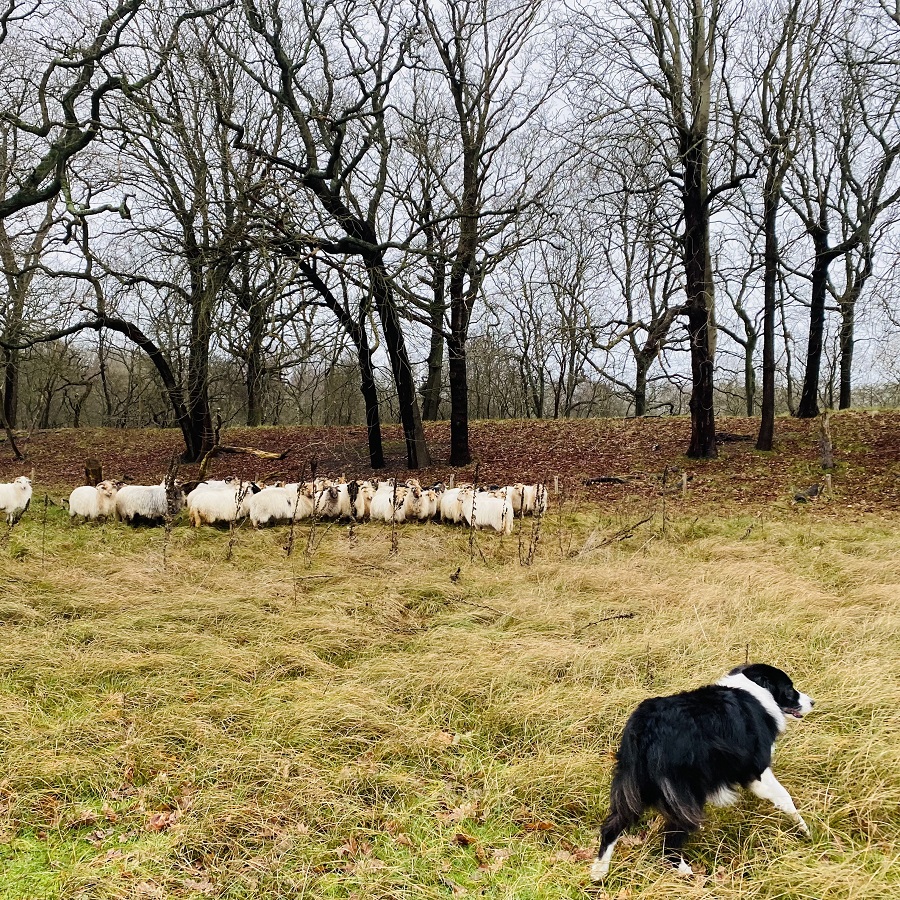 Schapen en een herdershond in de duinen