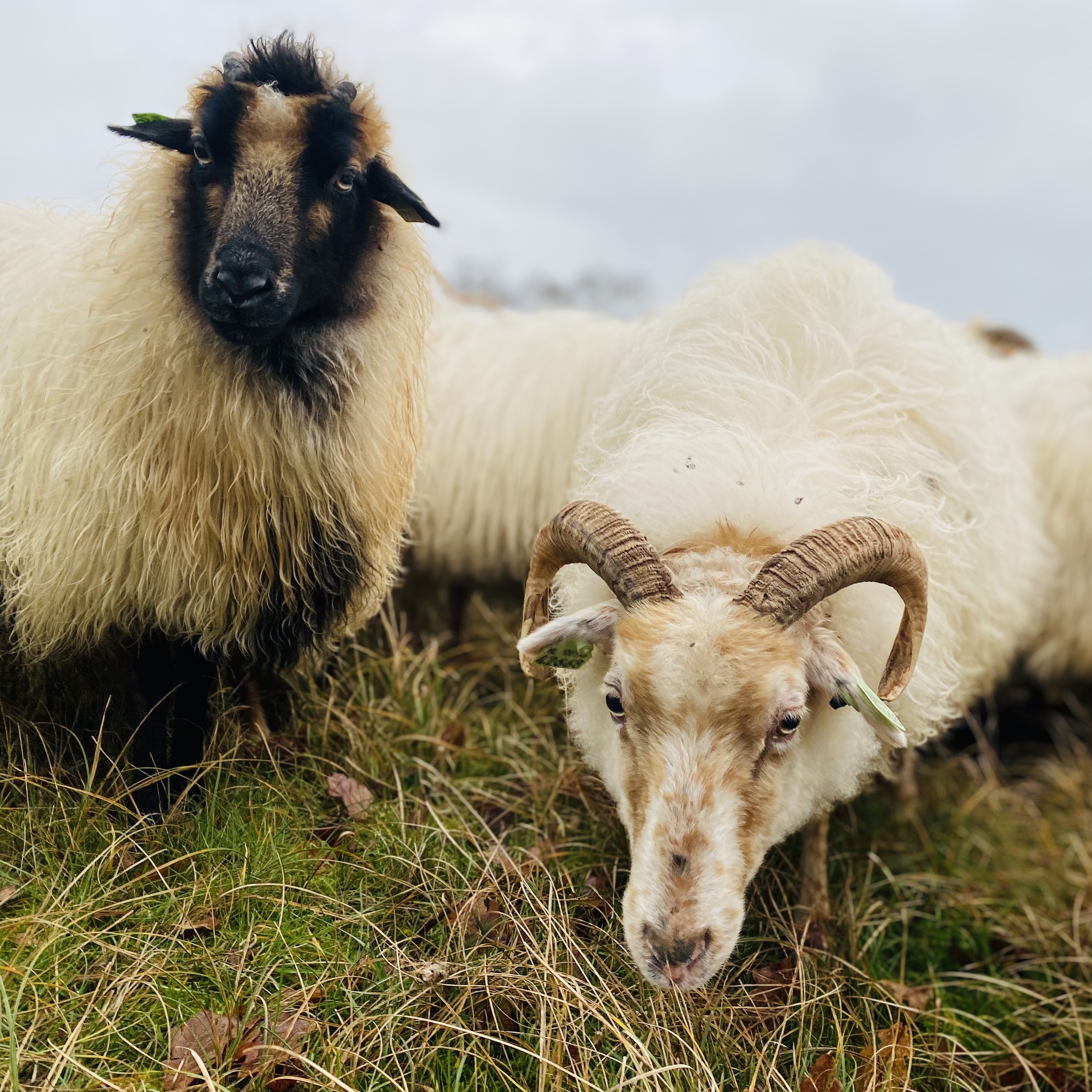 Close-up van twee schapen