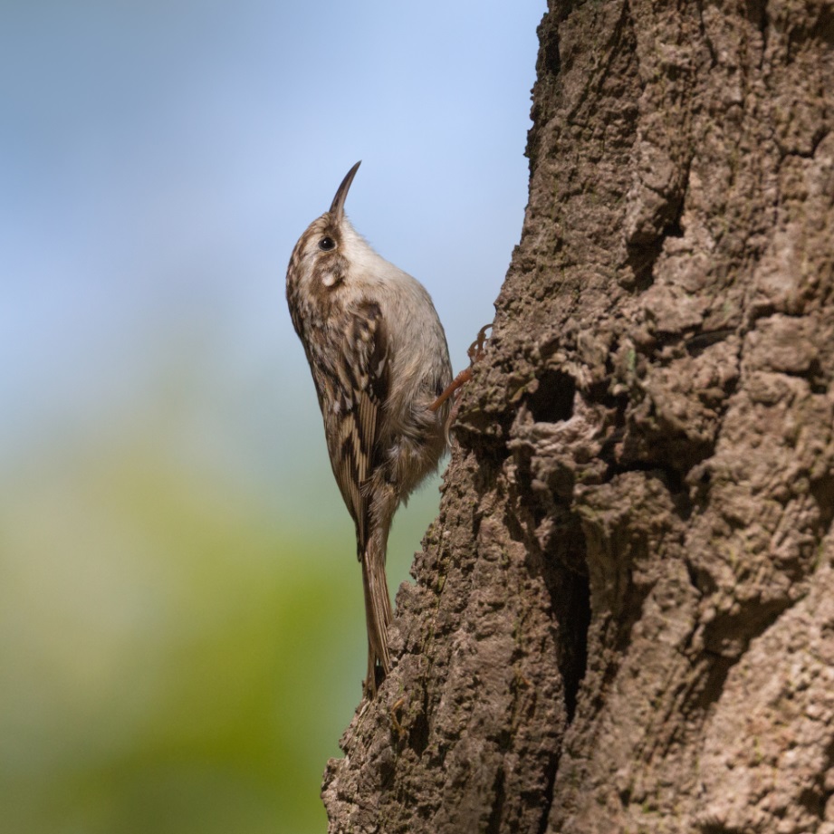 Boomkruiper in Solleveld