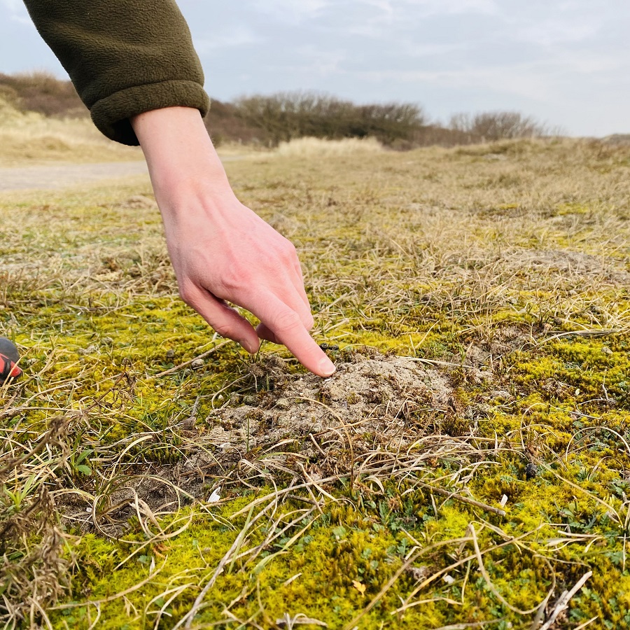 Successie in de duinen