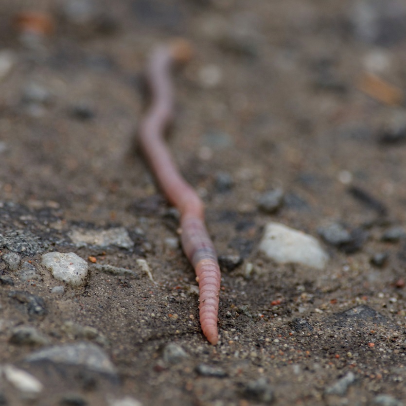 Regenworm op de grond