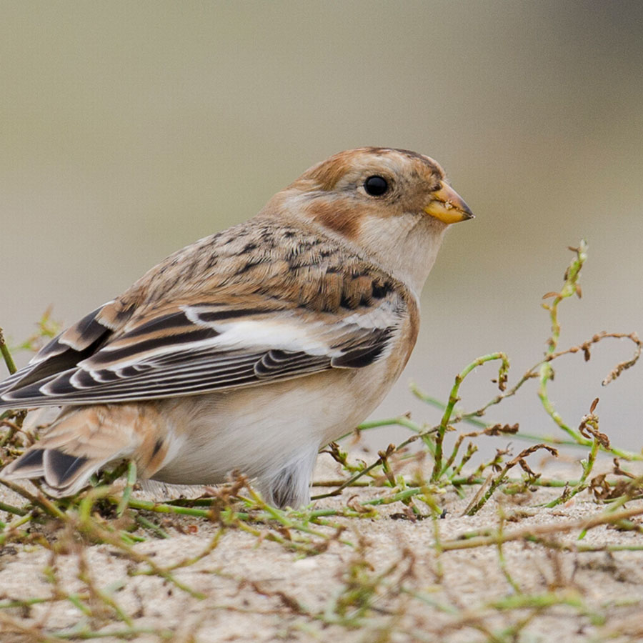 Klein vogeltje in het duin