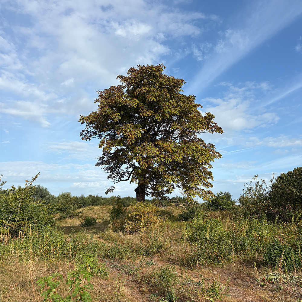 Bomen in duingebied