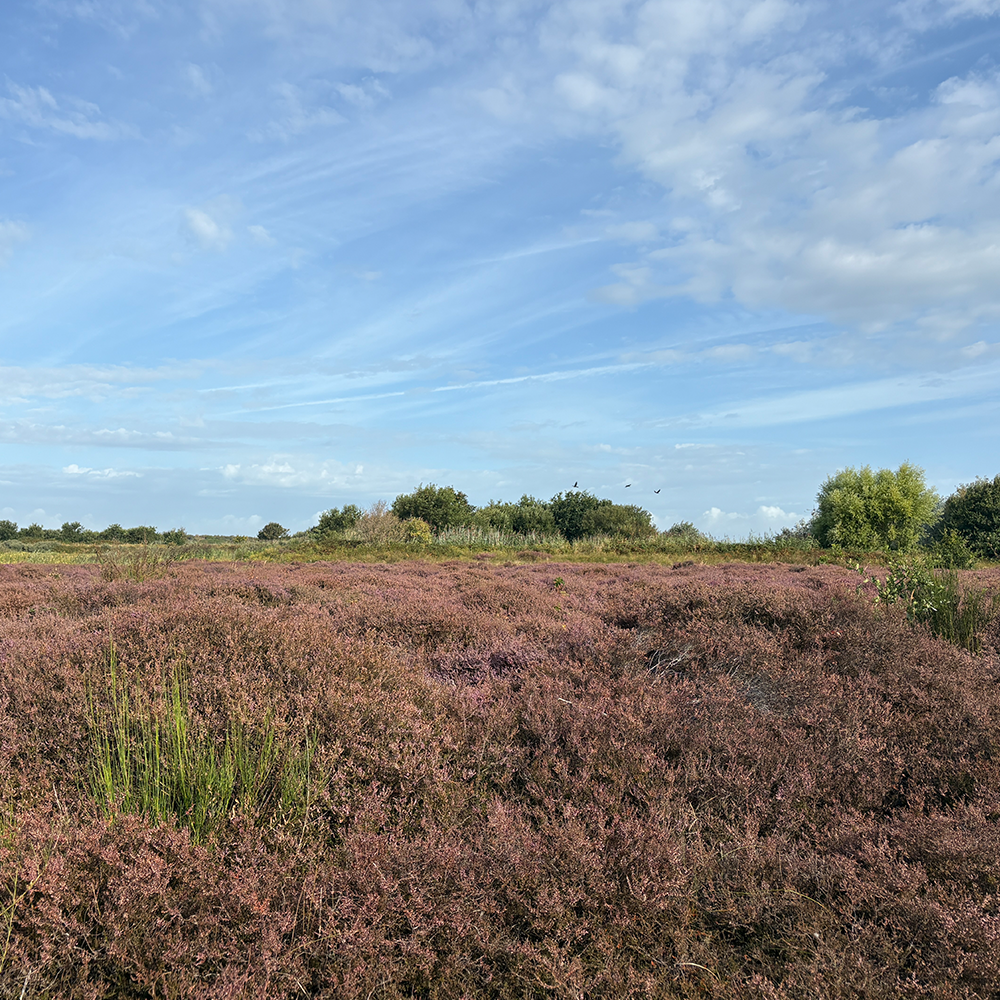 Paarse heide in duingebied