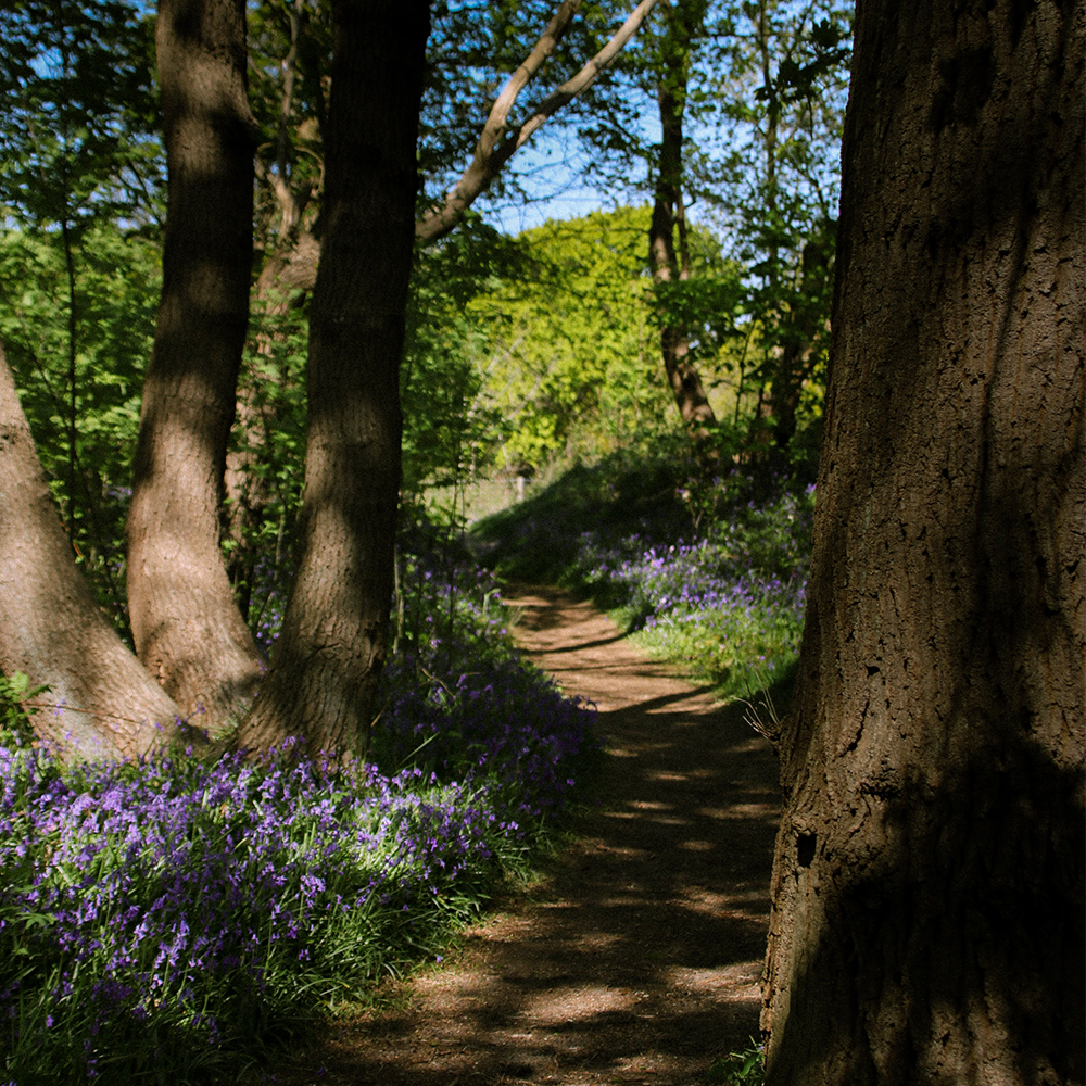 Boomstammen in het duingebied