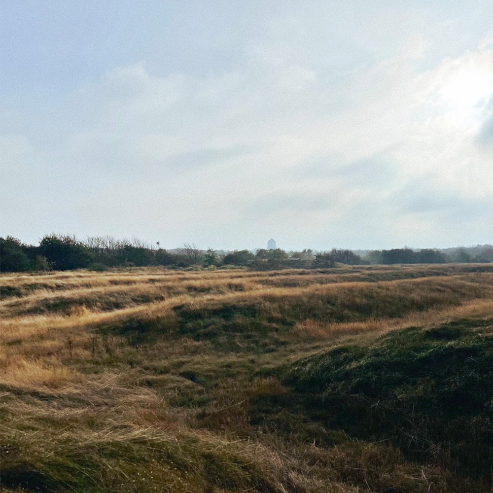 Zonnige heide in duingebied