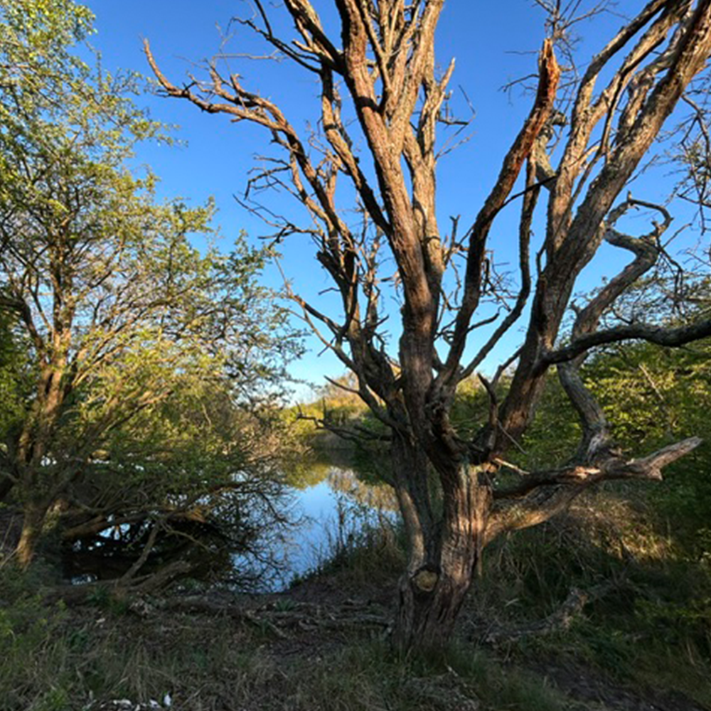 Duinlandschap