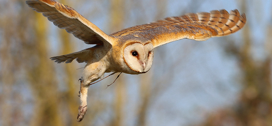 /-/media/images/duinen/duinverhalen/winactie-duindieren-top-10/winactie-duindierentop10-mobile.ashx