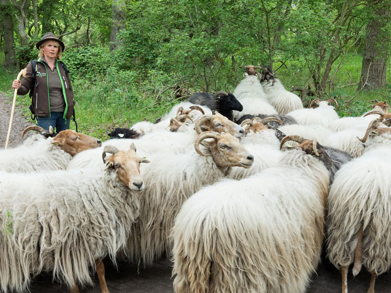 /-/media/images/duinen/excursies-duinen/excursies-800x600-schaapherder.jpg