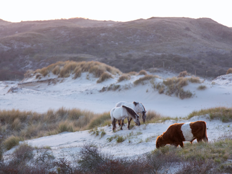 /-/media/images/duinen/excursies-duinen/grote-grazers-banner-800x600.jpg