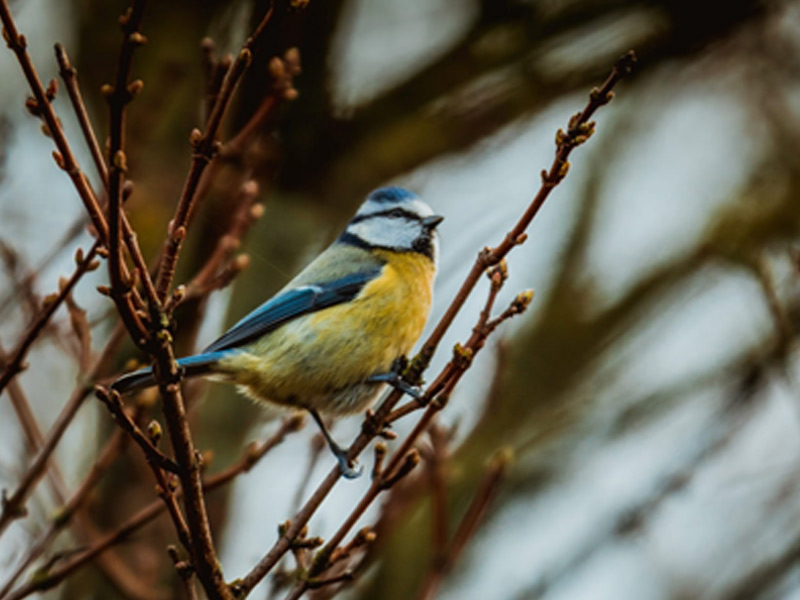 /-/media/images/duinen/excursies-duinen/vroege-vogels-banner-800x600.jpg