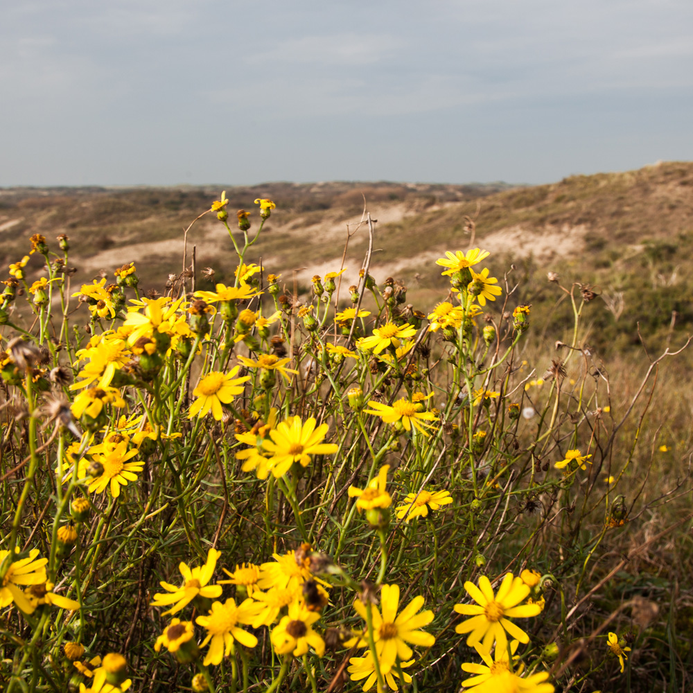 Duingebied Dunea Berkheide