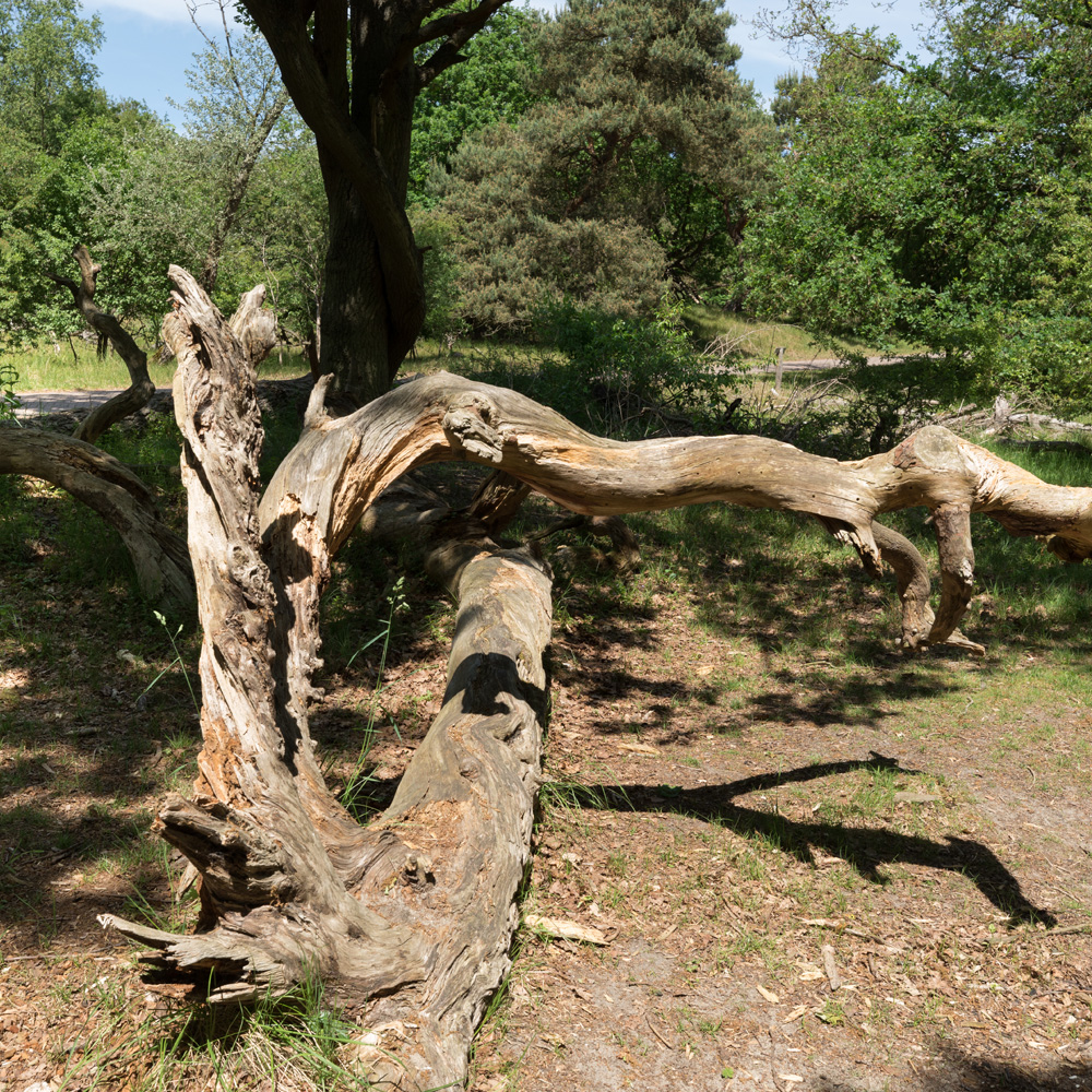 Meijendel duinen Dunea