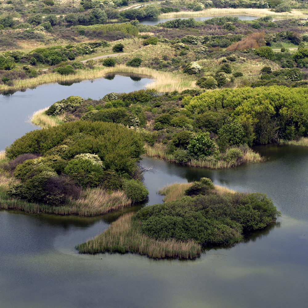 Meijendel duinen Dunea