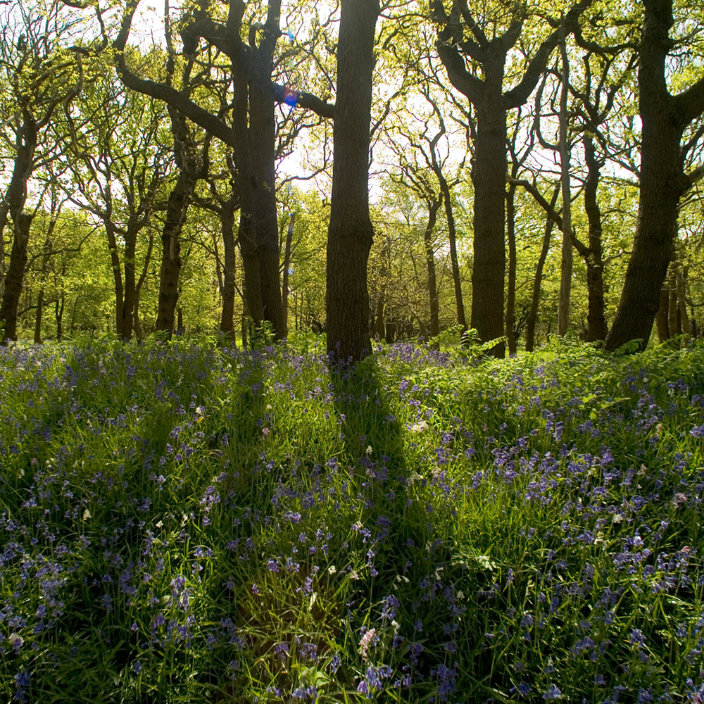 Duingebied Solleveld Dunea