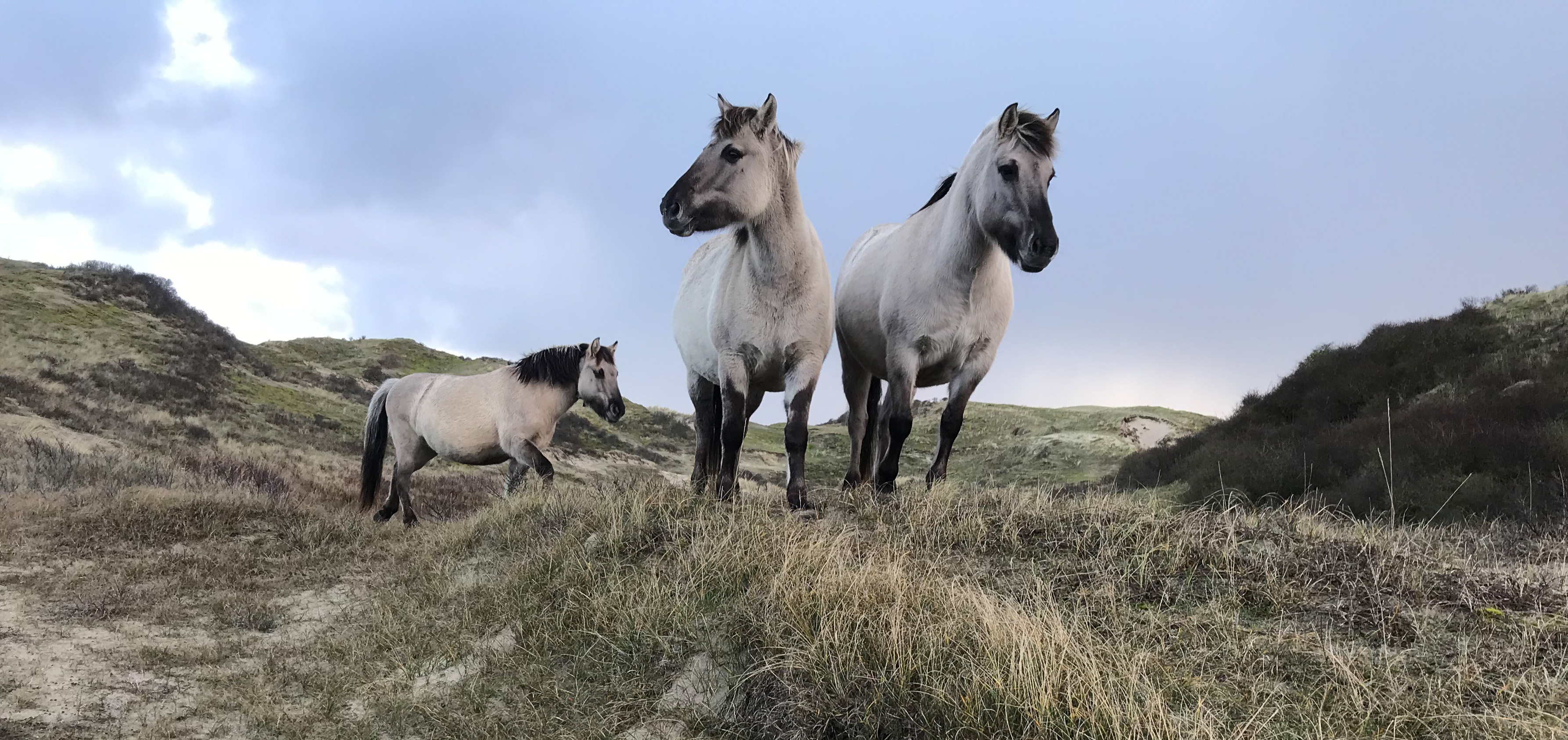 Koninkpaarden in Meijendel