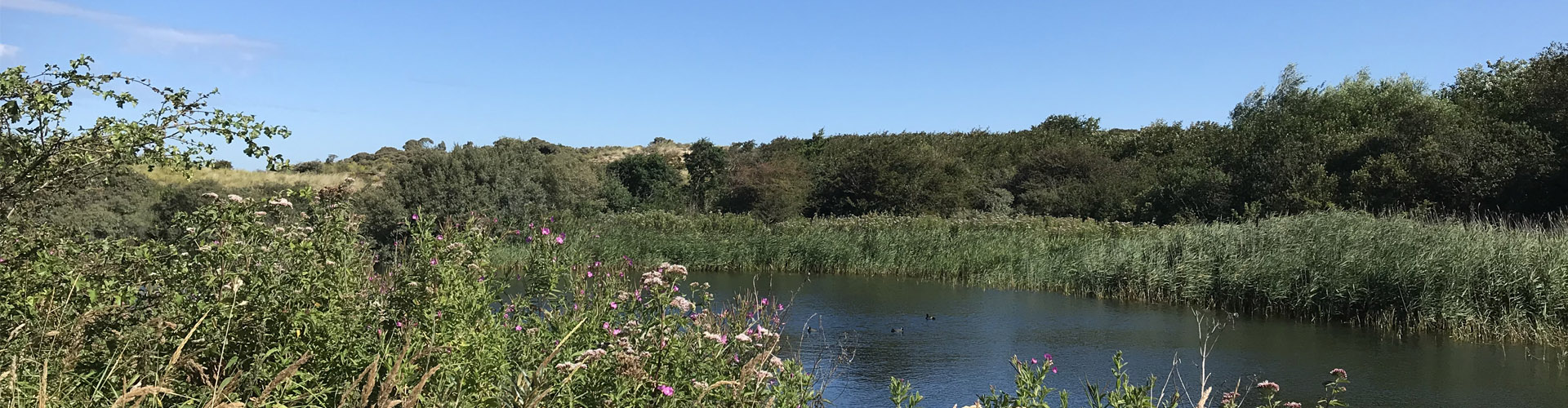 De duinen van Berkheide