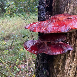 Paddenstoelen