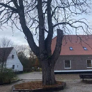 Kastanjeboom Meijendel