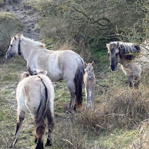 pasgeboren veulen koninkpaarden