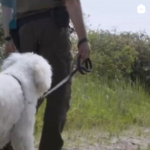 Vraag het de duinwachter | honden in de duinen