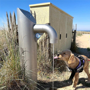 Hond bij tapkraan