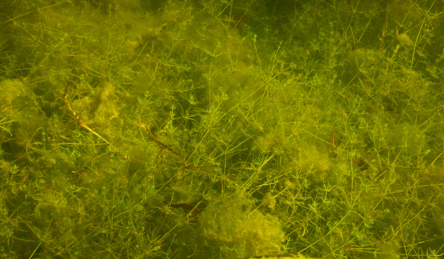 /-/media/images/natuur---biodiversiteit/afbeelding-algen.png
