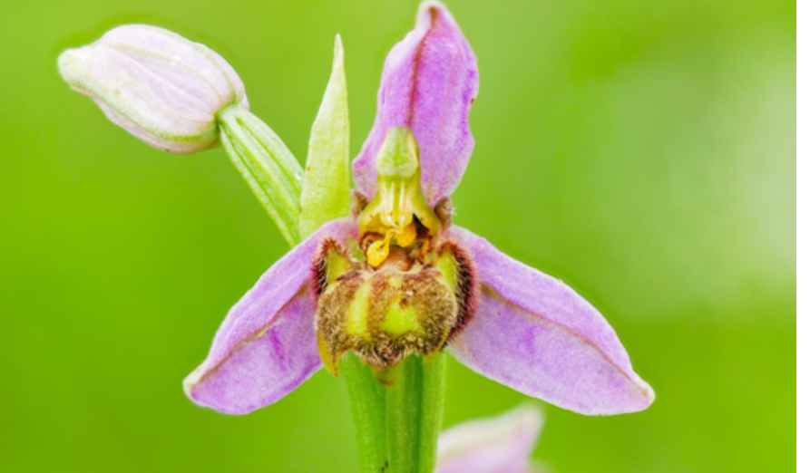 /-/media/images/natuur---biodiversiteit/afbeelding-bijenorchis.png