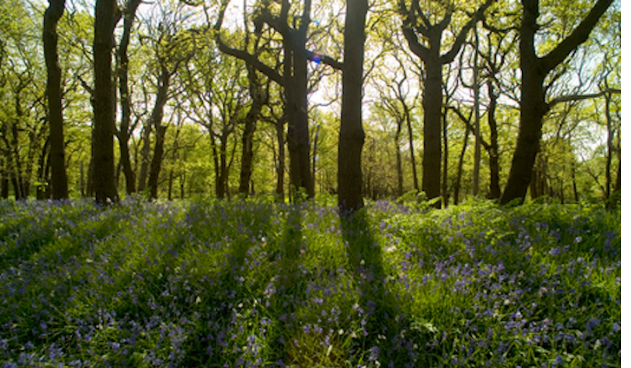 /-/media/images/natuur---biodiversiteit/afbeelding-bomen.png