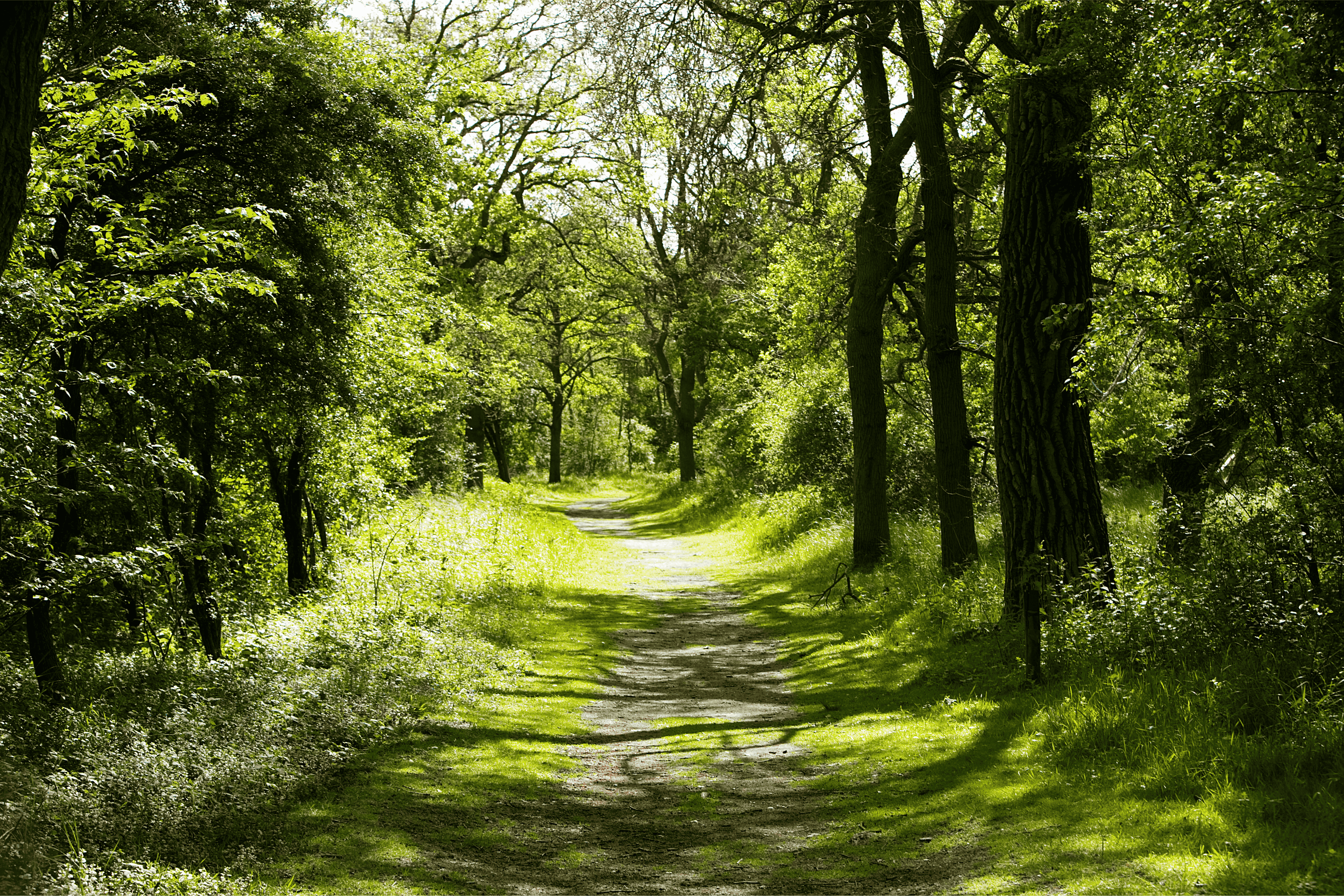 Afbeelding duinbos en wandelpad