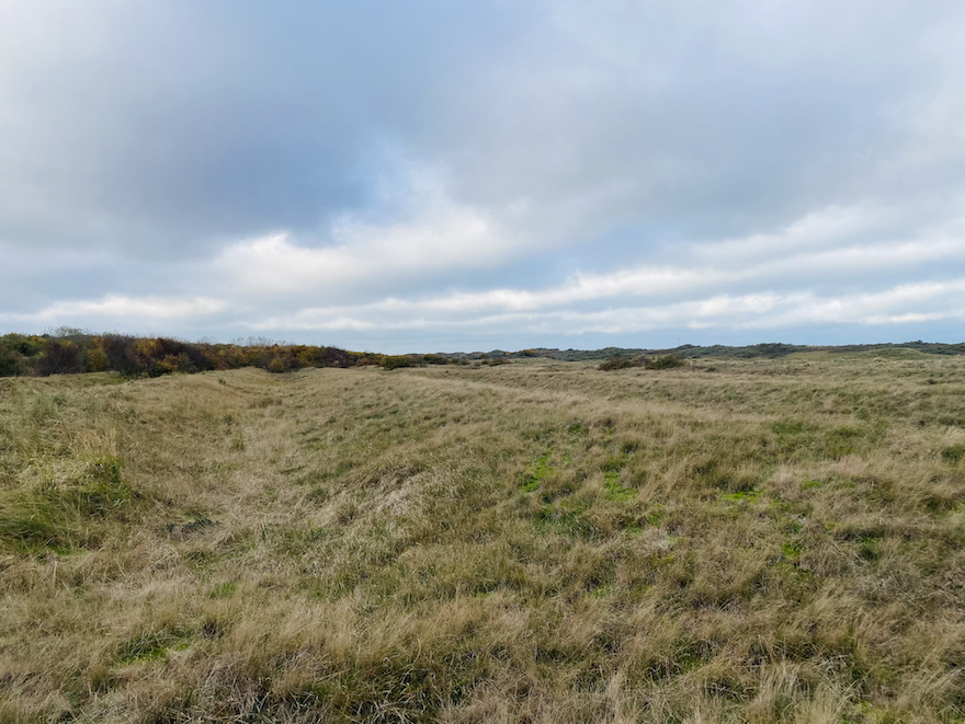 Afbeelding Grijs Duin Solleveld