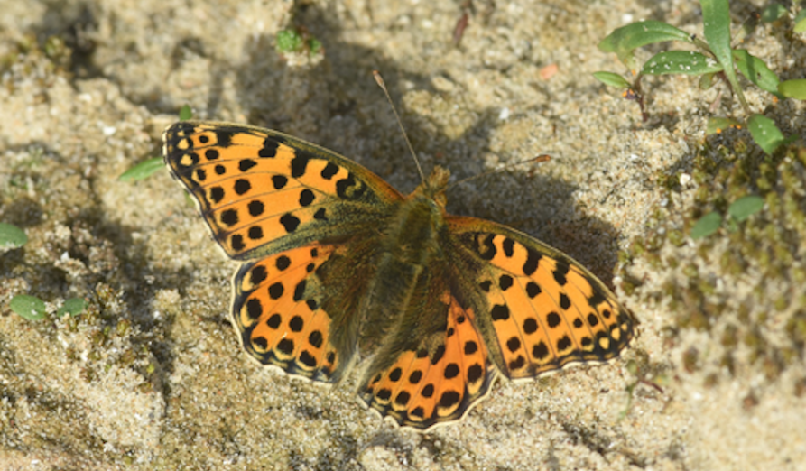 /-/media/images/natuur---biodiversiteit/afbeelding-kleine-parelmoervlinder.png