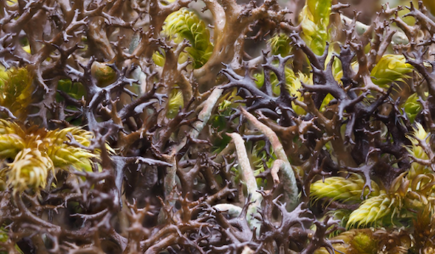 /-/media/images/natuur---biodiversiteit/afbeelding-korstmossen--2.png
