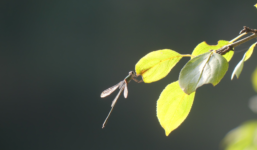 /-/media/images/natuur---biodiversiteit/afbeelding-libelle.png