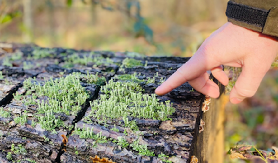 /-/media/images/natuur---biodiversiteit/afbeelding-mossen.png