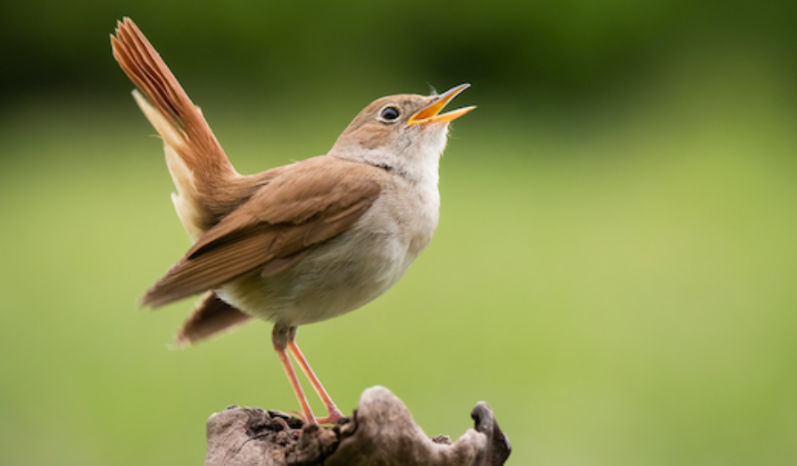 /-/media/images/natuur---biodiversiteit/afbeelding-nachtegaal.png