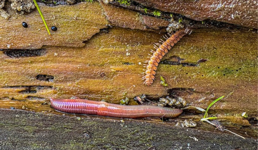 /-/media/images/natuur---biodiversiteit/afbeelding-regenworm-2.png