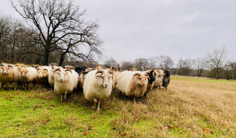 /-/media/images/natuur---biodiversiteit/afbeelding-schaapskudde.png