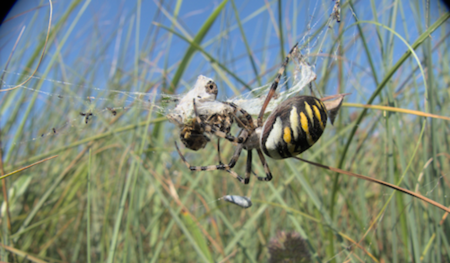 /-/media/images/natuur---biodiversiteit/afbeelding-spin.png