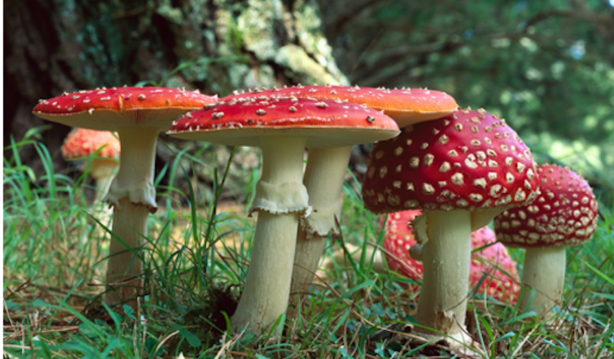 /-/media/images/natuur---biodiversiteit/afbeelding-vliegenzwem-in-gras.png