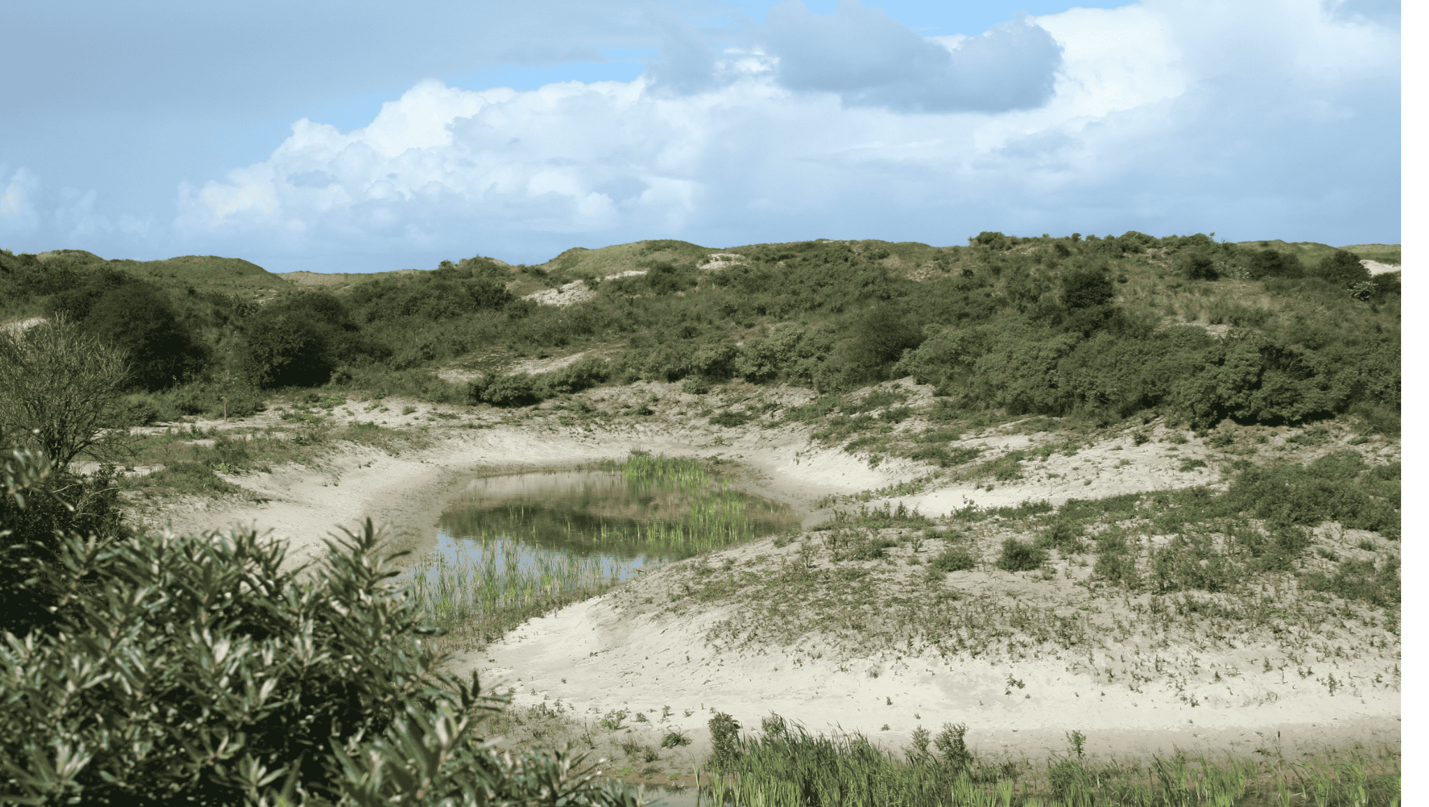 Afbeelding vochtige duinvallei Meijendel
