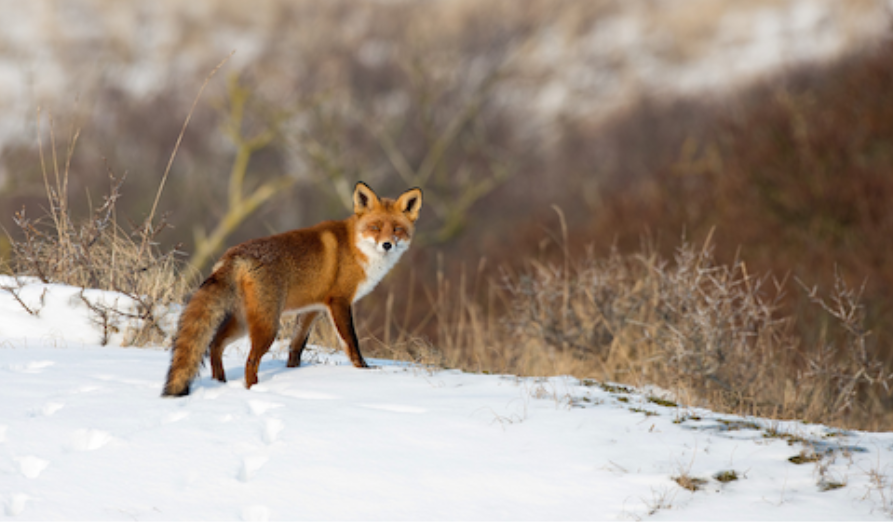 /-/media/images/natuur---biodiversiteit/afbeelding-vos-in-sneeuw.png