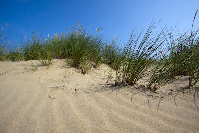 Afbeelding Zand en Helmgras