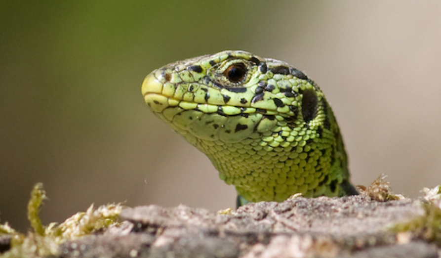 /-/media/images/natuur---biodiversiteit/afbeelding-zandhagedis.png