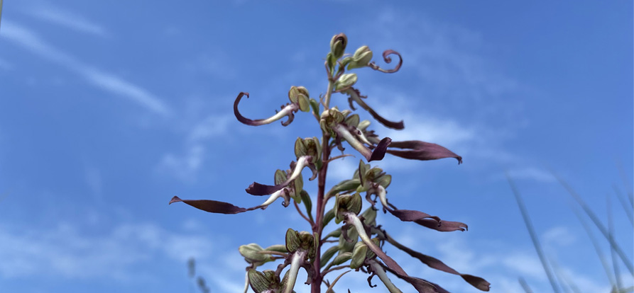 /-/media/images/nieuws/bokkenorchis-mobile.jpg