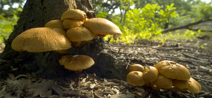 /-/media/images/nieuwsbrieven/december-2021/paddenstoelen-mobile.ashx