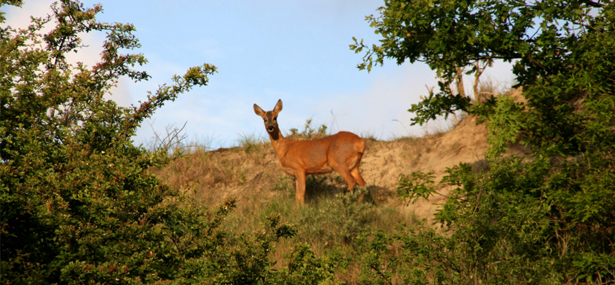 /-/media/images/nieuwsbrieven/juni-2021/ree-in-de-duinen-mobile.ashx